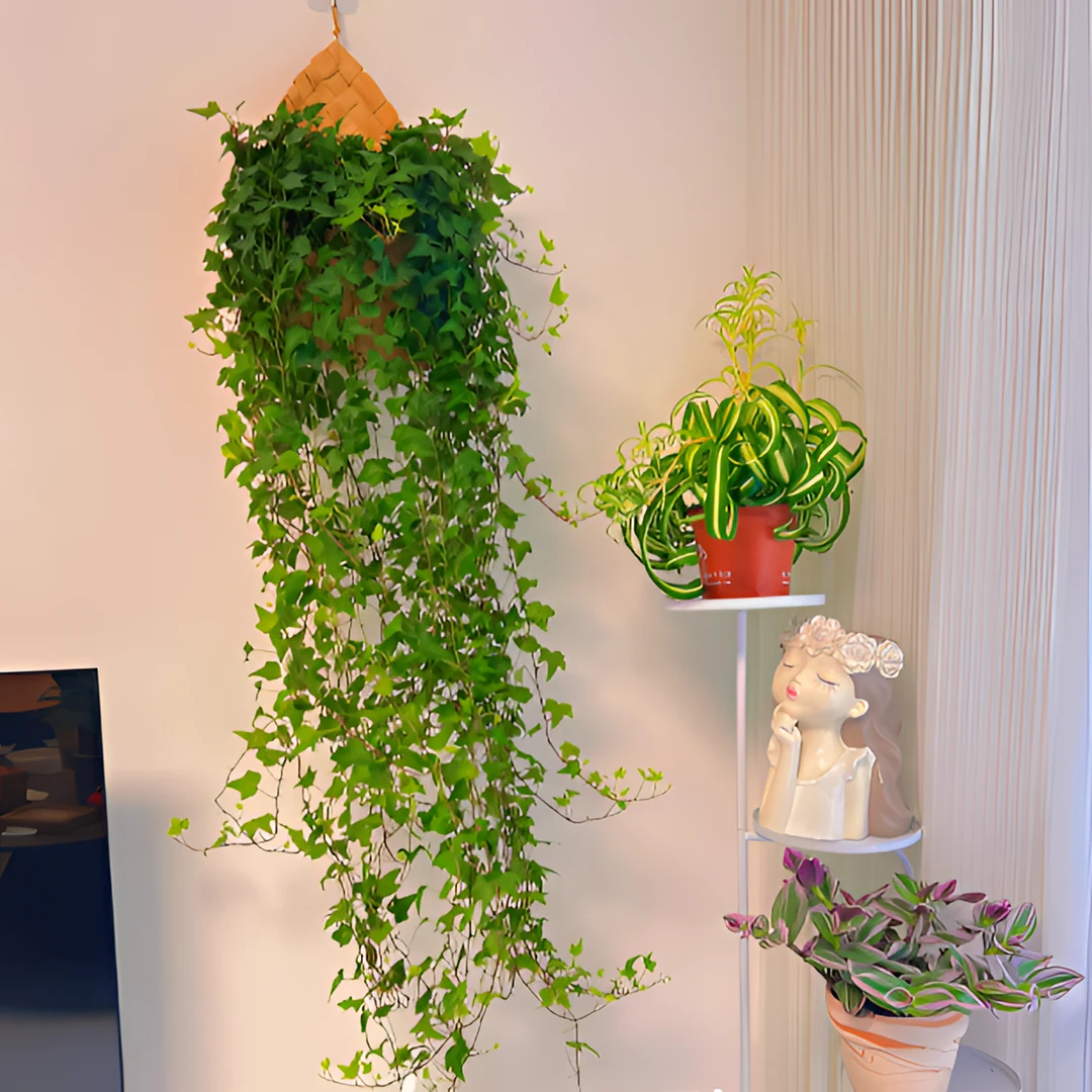 青叶常春藤吊兰比春雨绿萝好养吸甲醛盆栽室内幸福发财树尤加利