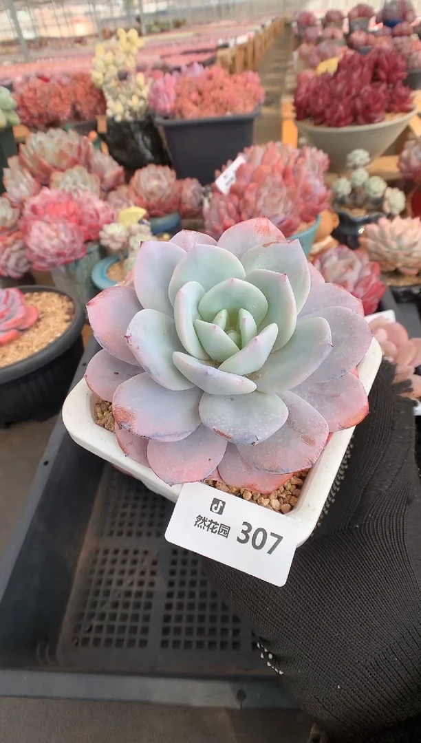 307奶茶多肉植物一物一拍