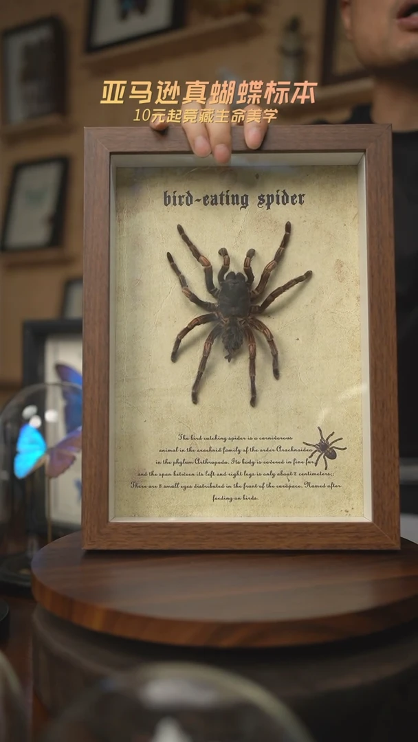 有机玻璃捕鸟蛛标本