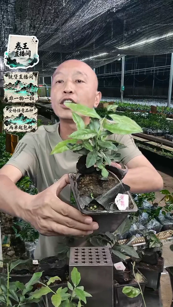 金弹子品种002血钻