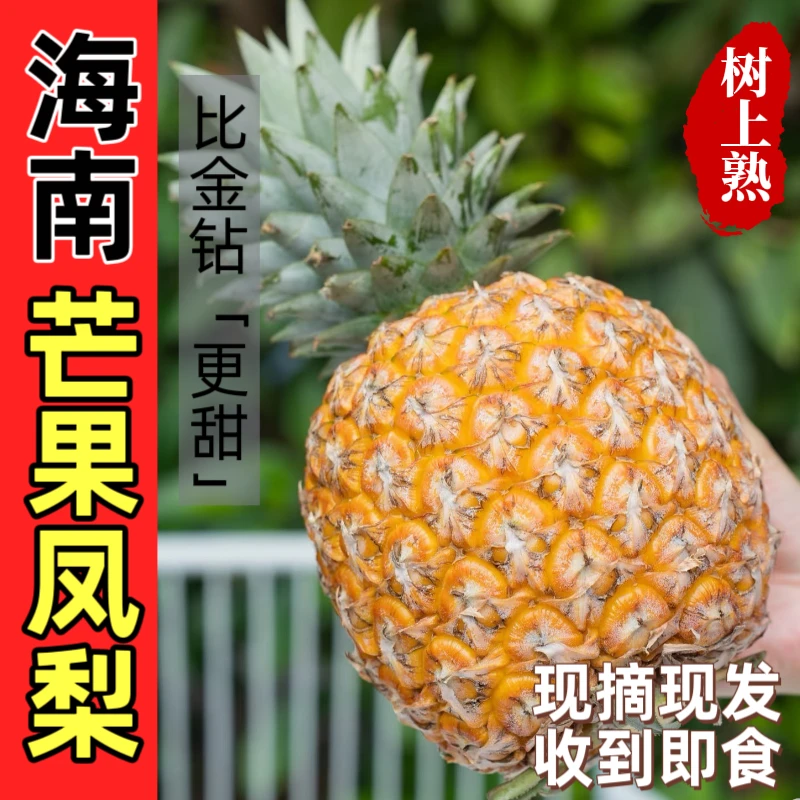 海南芒果凤梨高端品种自然成熟海南产地直发纯甜口感比金钻好吃