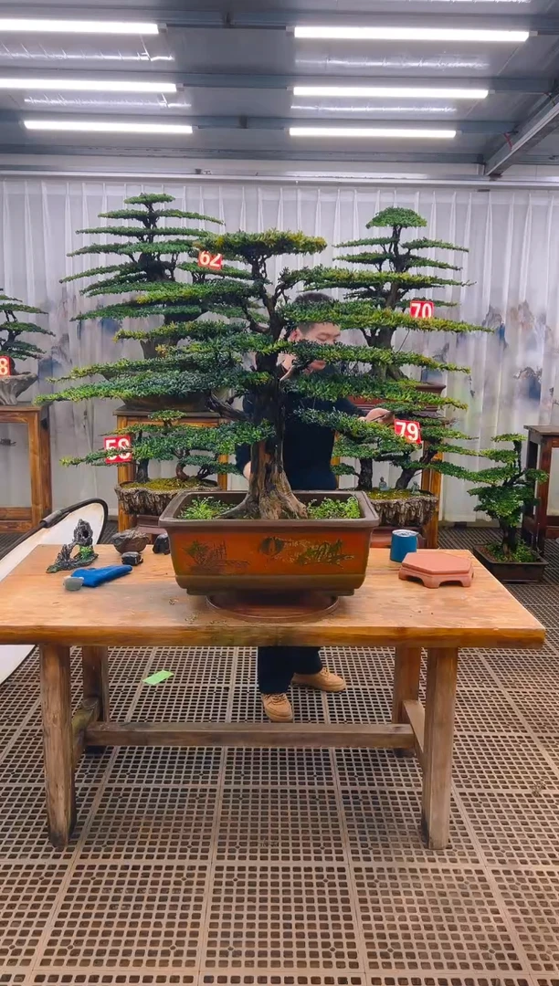 无花朵J****n精品盆景直播间一物一拍