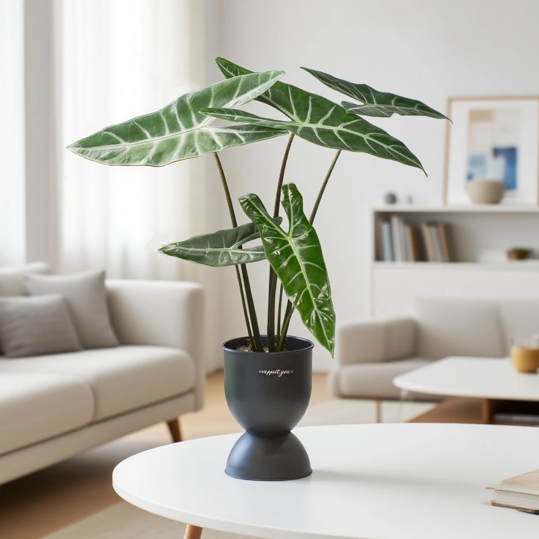 土培银脉剑叶盆栽绿植室内海芋ins热带高颜值好养大叶片观叶植物