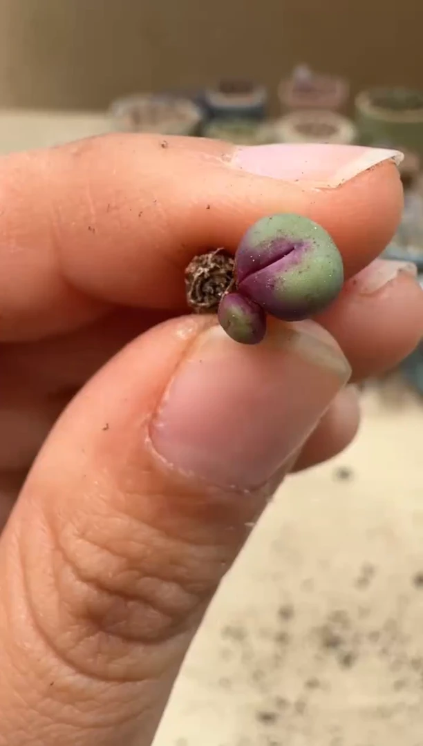 10-35多肉植物肉锥