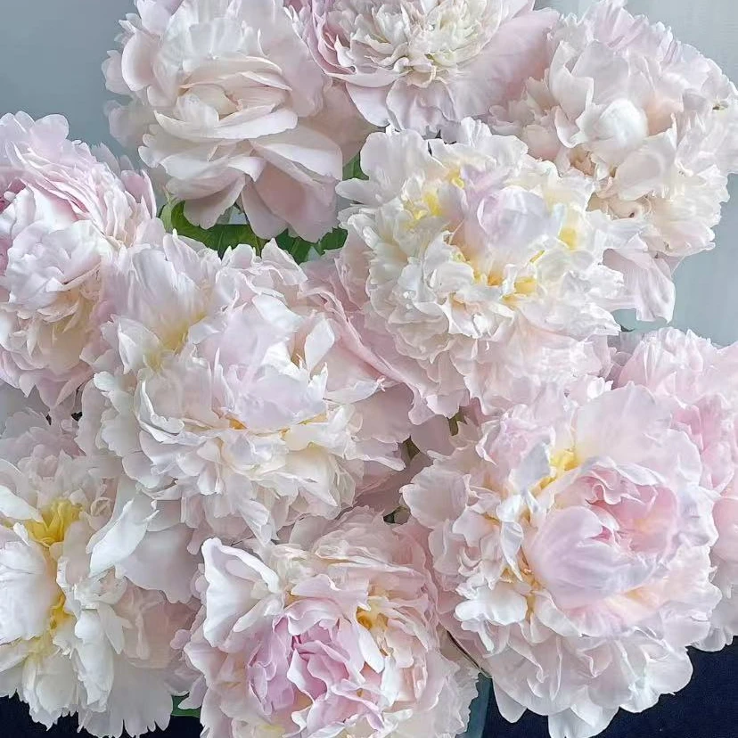 芍药【羞涩女王】头茬B级  一单顺丰