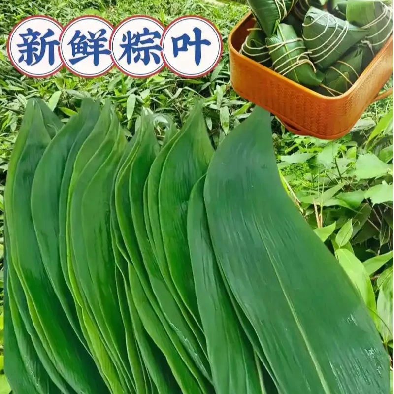 精选新鲜粽子叶粽叶纯天然端午节包粽子野生商用大宽叶真空送绳