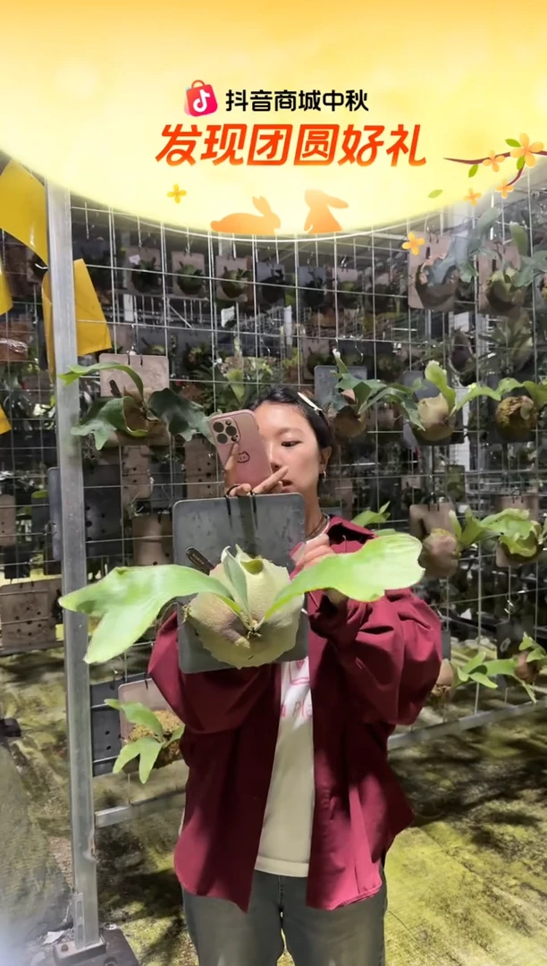 不开花植物L755-雷神鹿角蕨