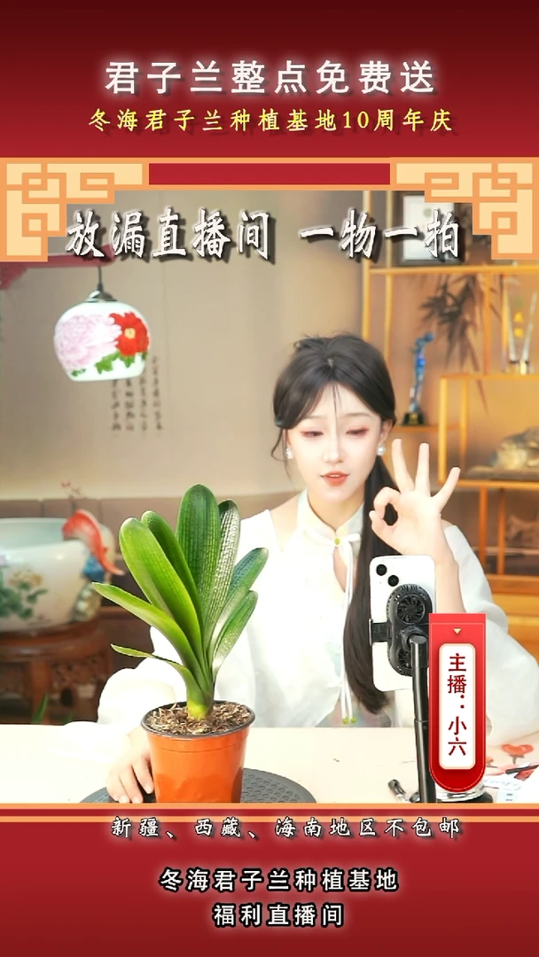 当前无花朵，栽培后可花朵惜*君子兰