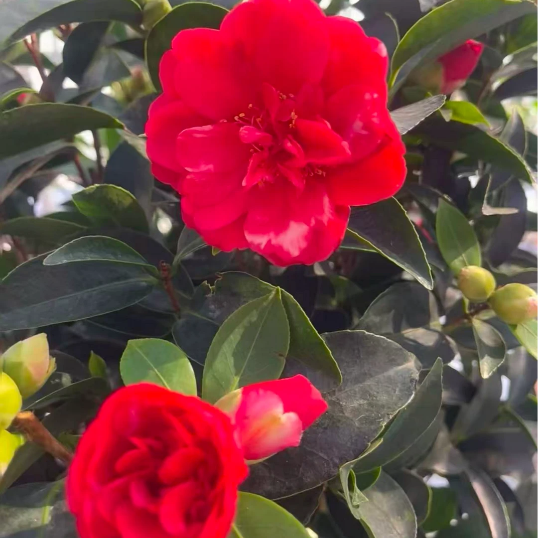 加大加高80cm - 100cm红色茶花树苗盆栽花卉耐寒好养适合室内外