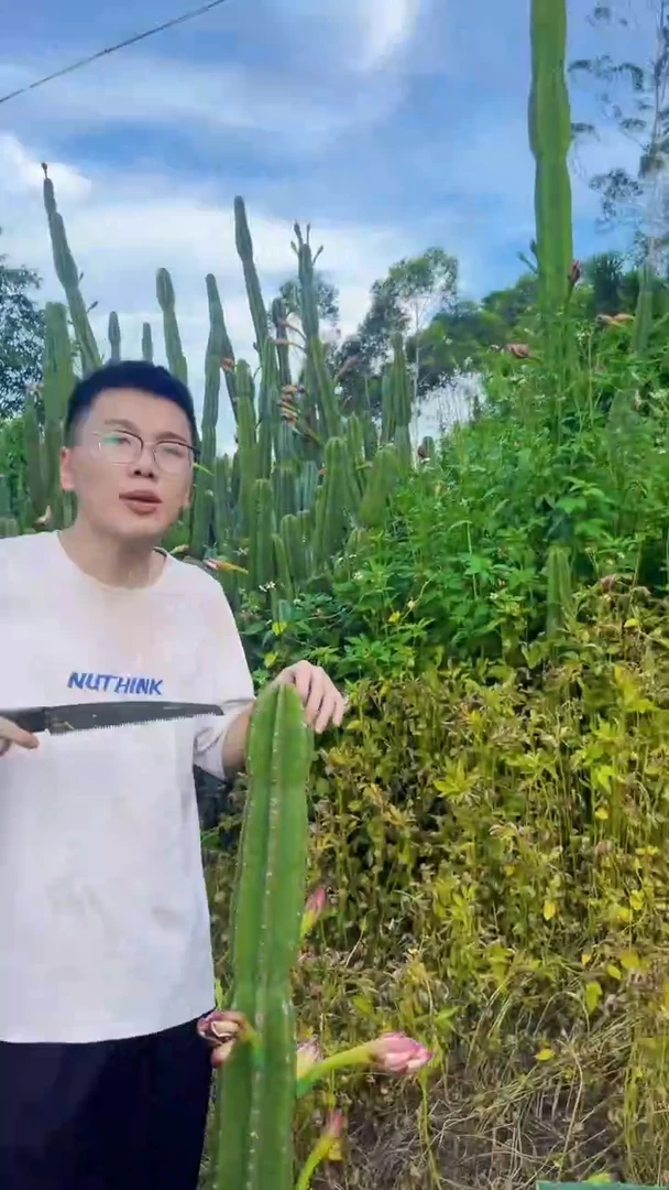 100-130cm 量天尺【无根】不带花苞