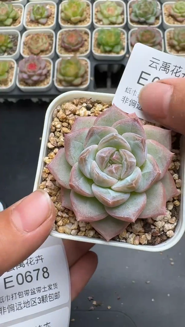 677E云禹多肉植物 带盆土纸巾打包 3颗包邮