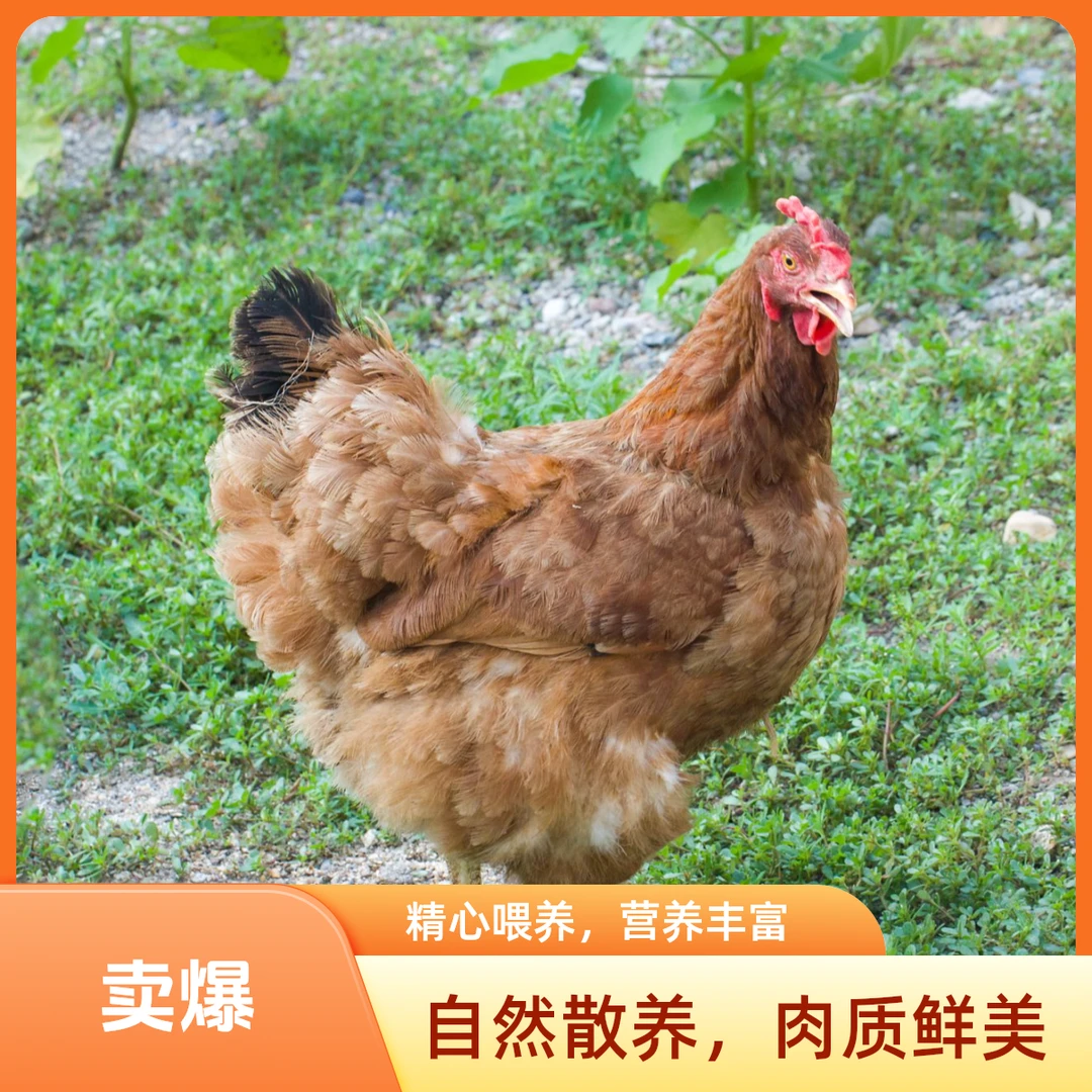 【散养土鸡】冬日炖汤现杀现发老母鸡单只净重2.5斤左右