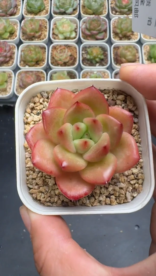 282G云禹多肉植物 脱土纸巾打包 3颗包邮