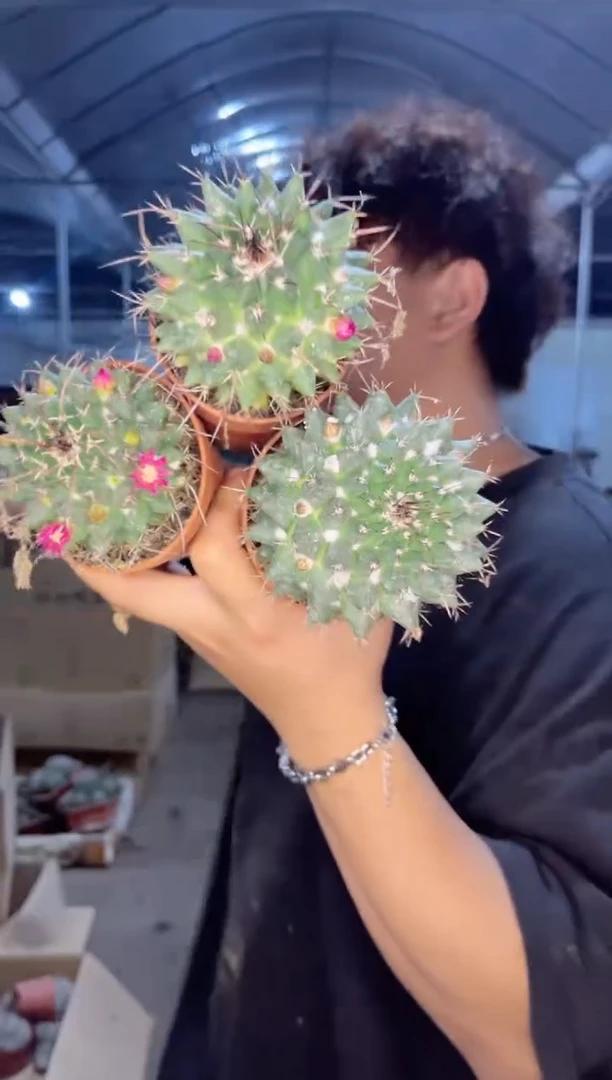 【闪购商品】3颗 6-8cm 毛象