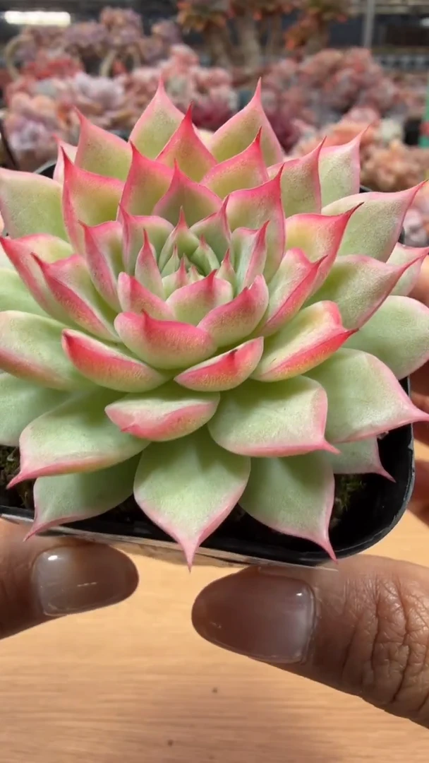 东云多肉园二店-06