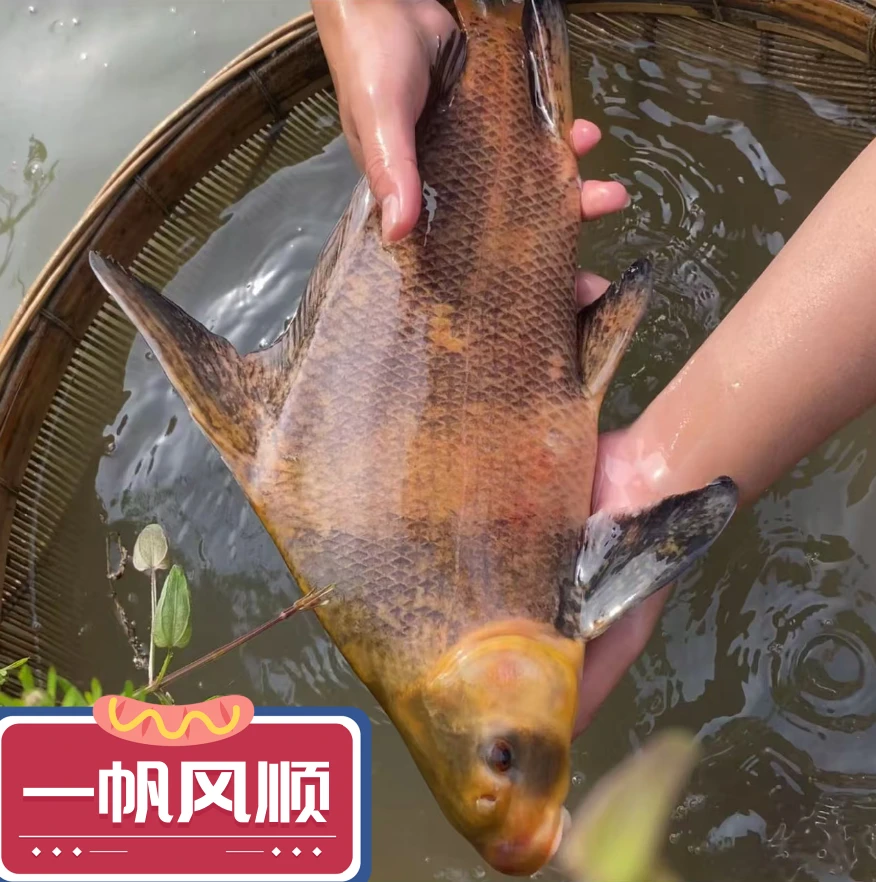 胭脂鱼苗 一帆风顺鱼淡水观赏鱼 四川眉山发货