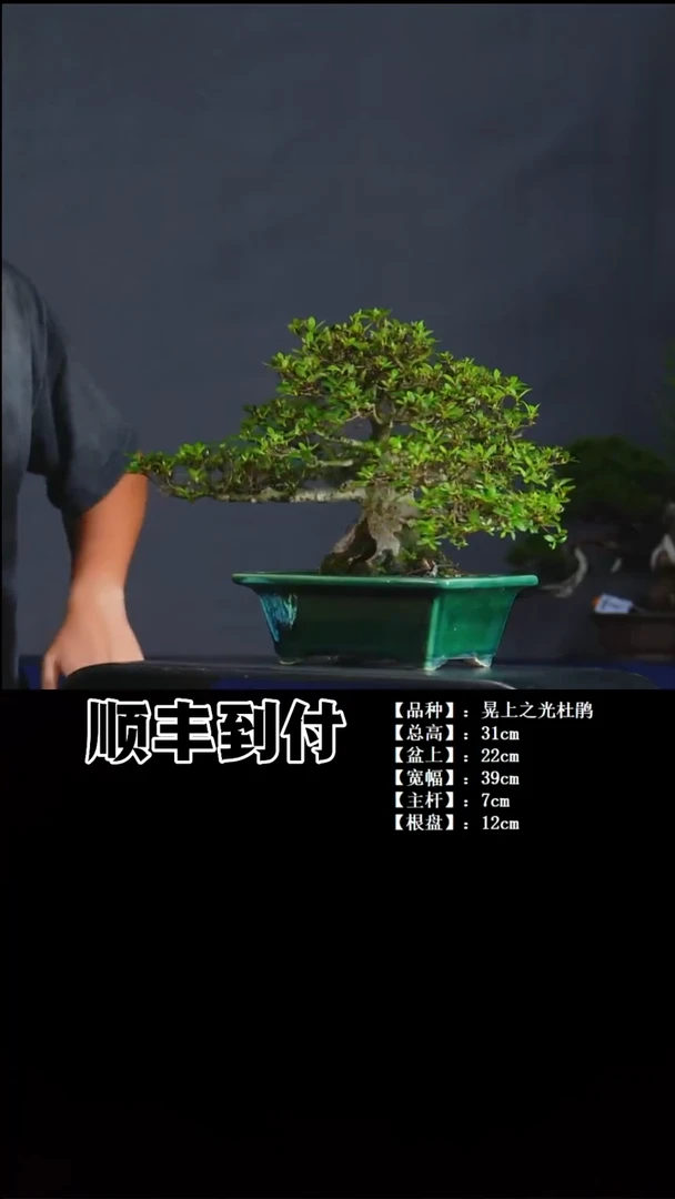 无花朵朱晃上之光