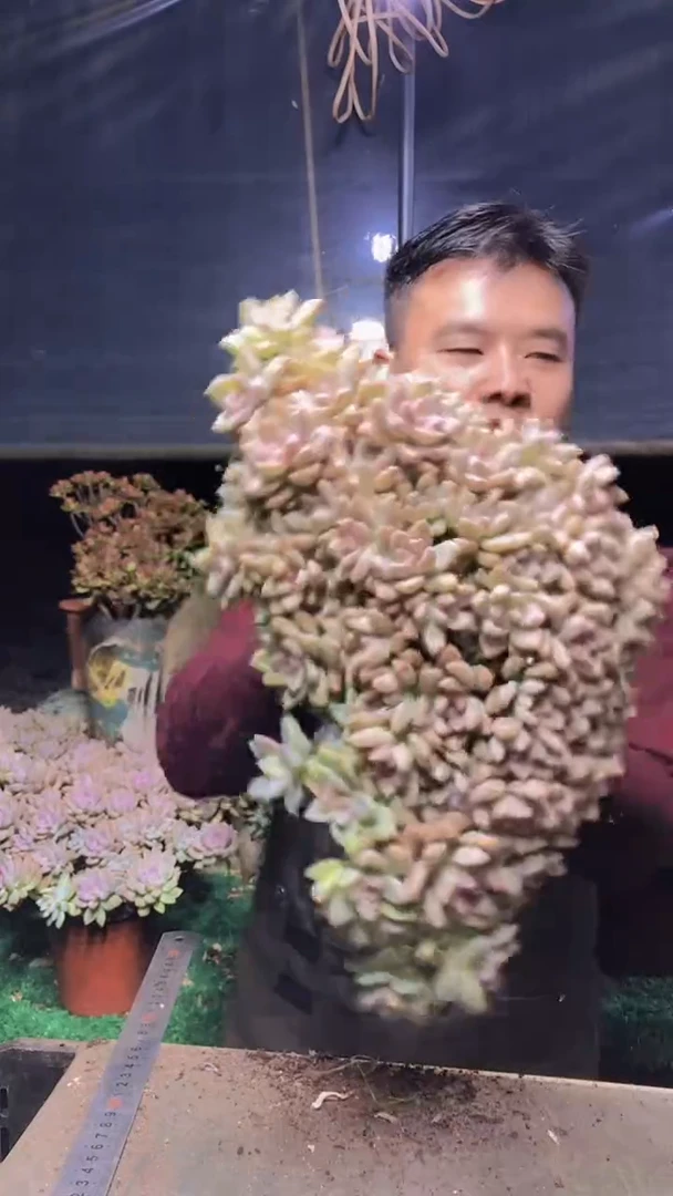 234雪缀化一物一拍