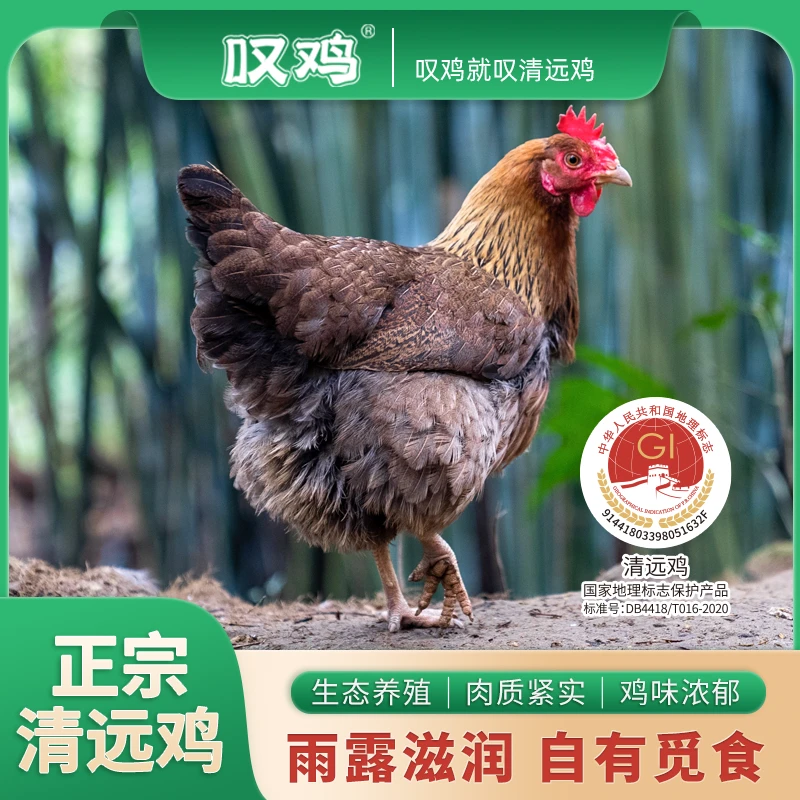 【带毛鸡现发】正宗原种清远麻母鸡走地鸡散养160天肉质紧实达人
