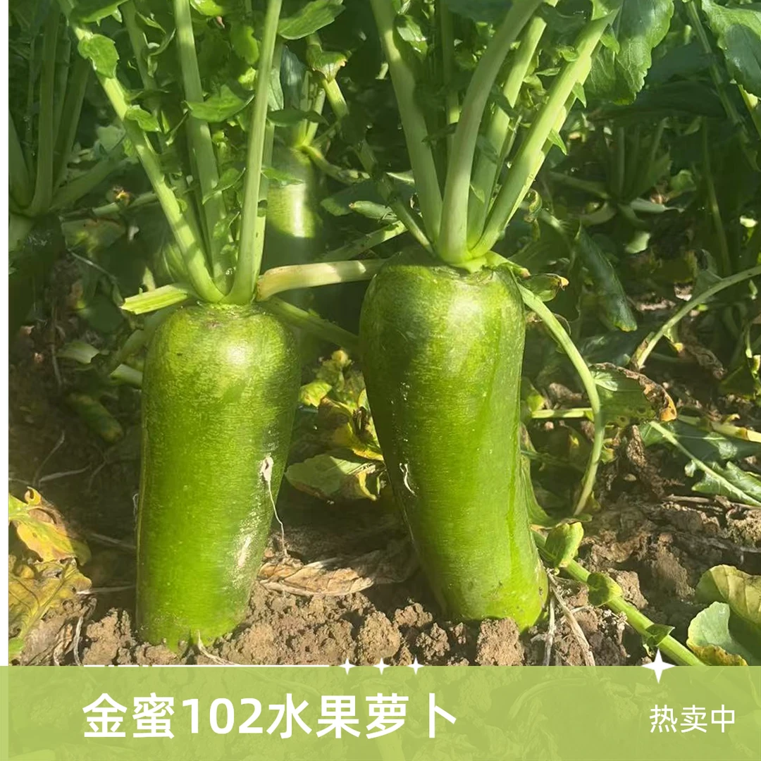 【峥儿专属】金蜜102水果萝卜5/9斤现拔脆甜水果萝卜京东顺丰包邮