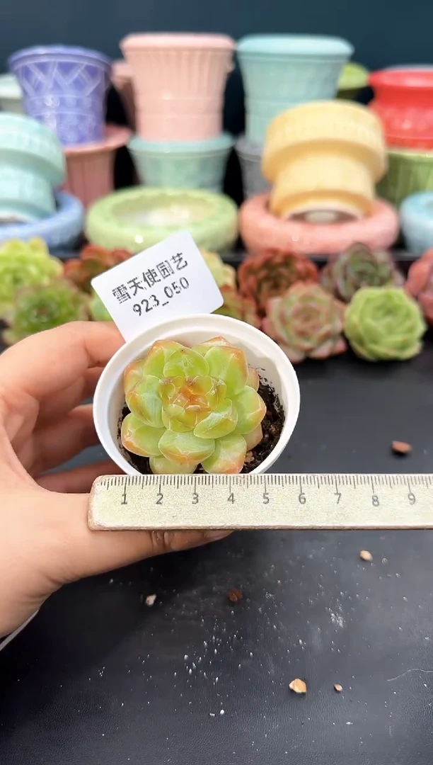 923-050青山（冠幅5cm）