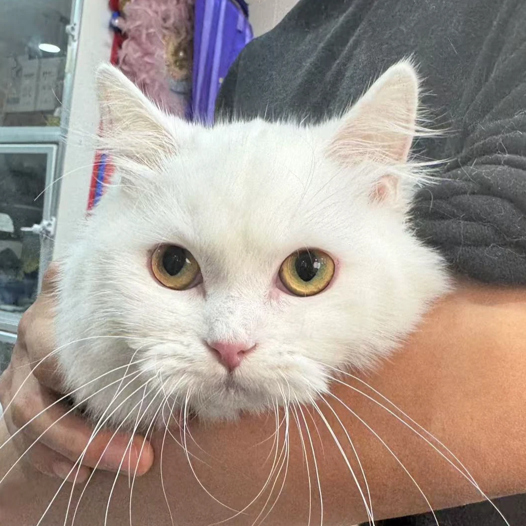 来了姊妹-纯白矮脚猫 妹妹 59