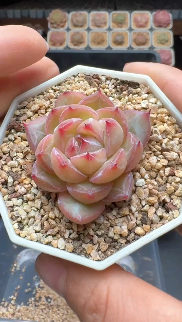 【闪购商品】221号 珍妮杂交多肉 花卉植物