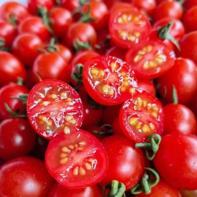 海南陵水 千禧小番茄