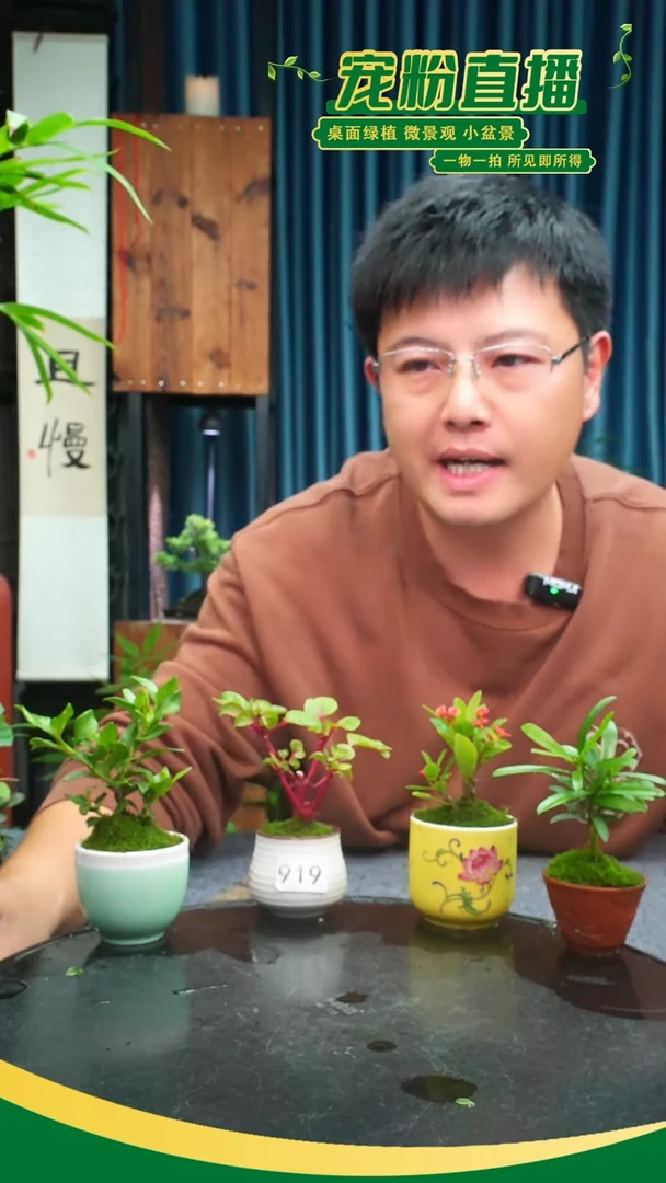 无花朵不**问苔藓微景观919号