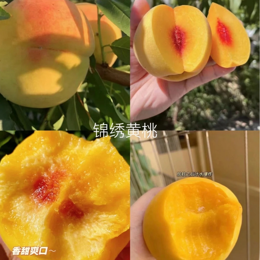 【农户家现摘现发黄桃中大果】【顺丰/京东随机发货】嘉善锦绣黄桃现采现发当季水果4-5两每个黄桃同城送浙江省