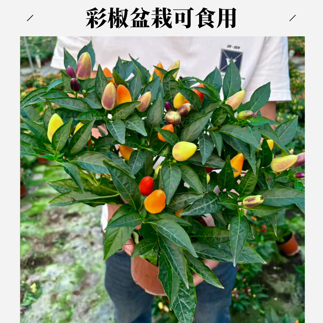 彩椒盆栽带果带花朝天椒室外阳台四季开花结果