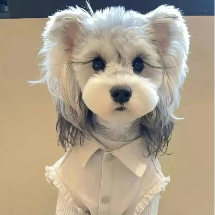 《芽芽的宠物生活馆》芽芽家的雪纳瑞