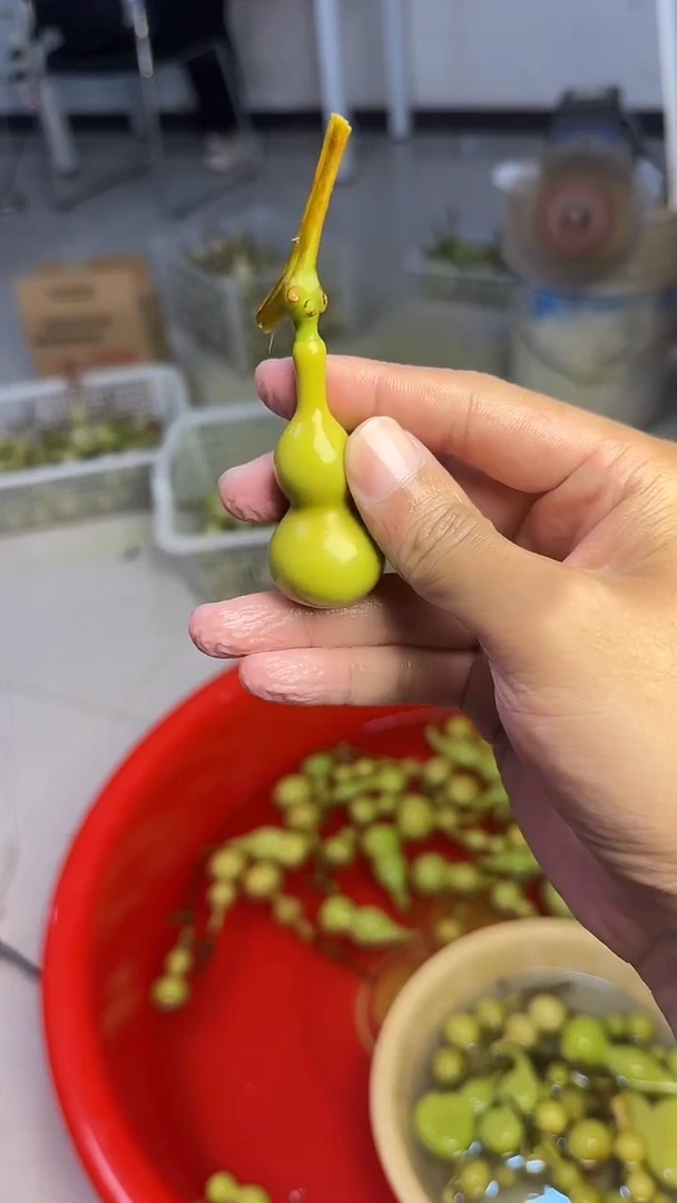 花****郎文玩葫芦摆件手把件天津嘴