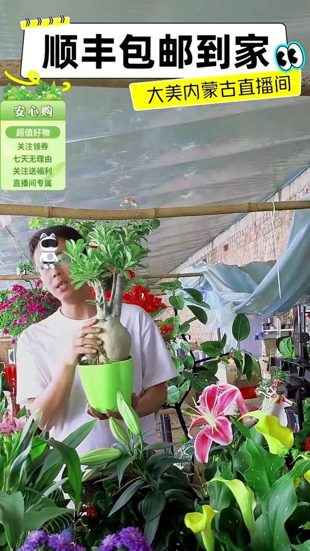 完全开放十年桩沙漠玫瑰
