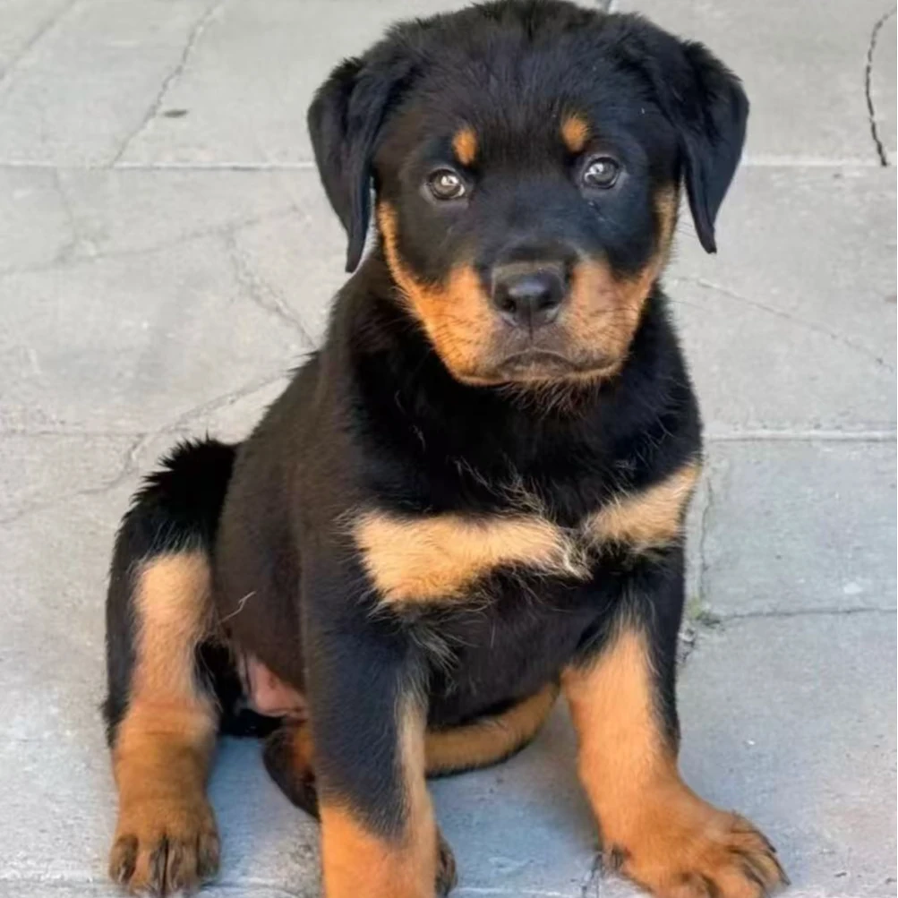 【金成罗威纳犬舍】宠物狗狗