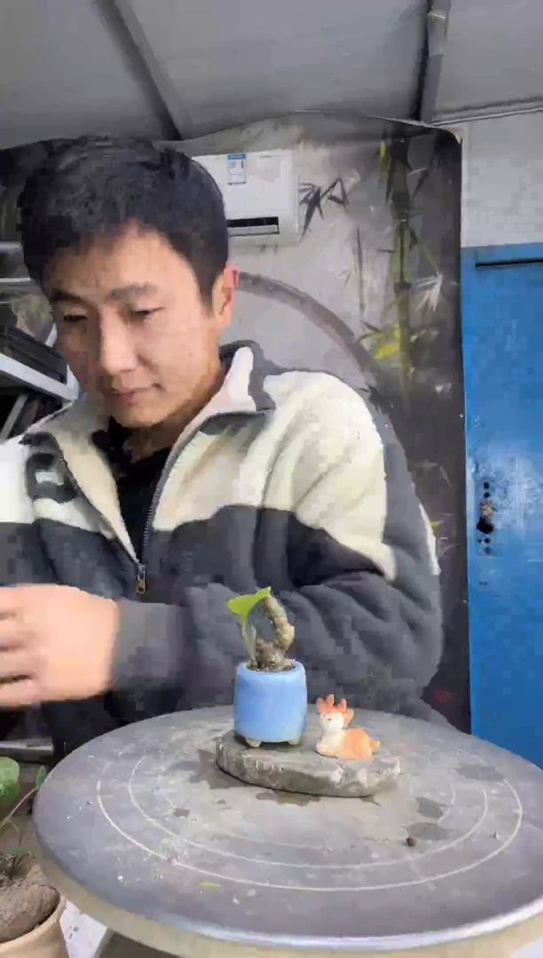 用****4中青园艺一物一拍27