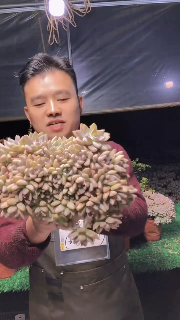 276淡雪缀化一物一拍