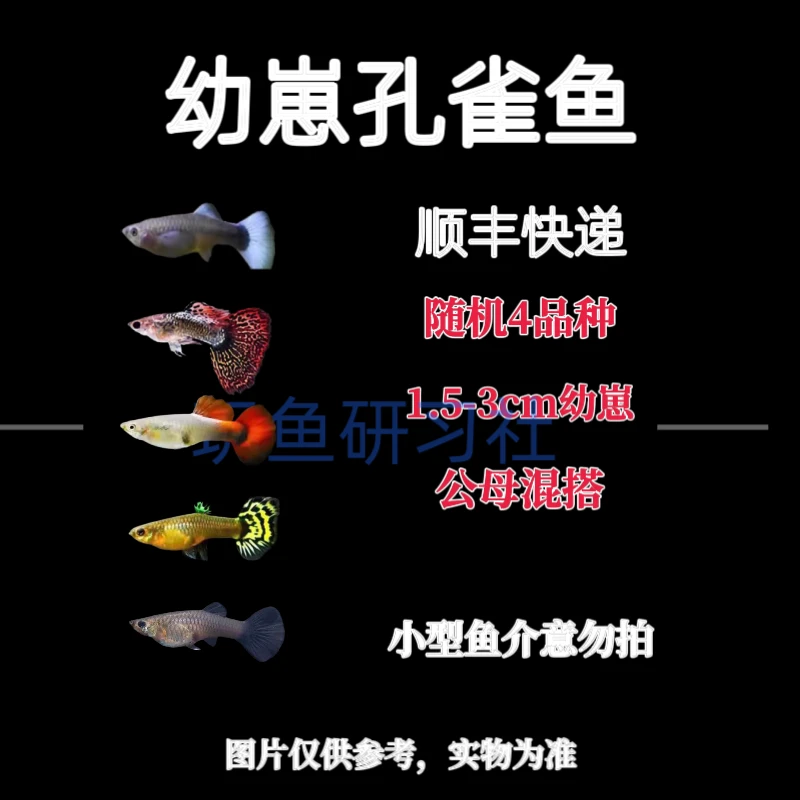 发顺丰快递孔雀鱼生鱼宝宝胎生鱼热带淡水鱼小型观赏鱼活体不打氧