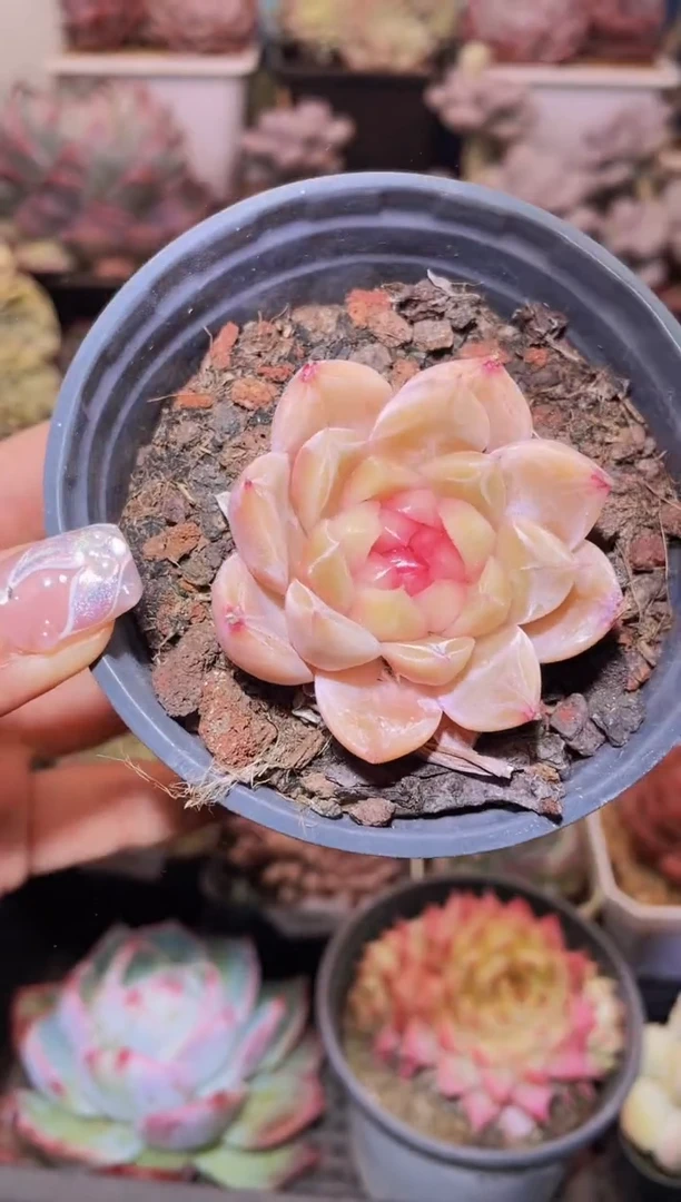 【闪购商品】352钻石珍妮优