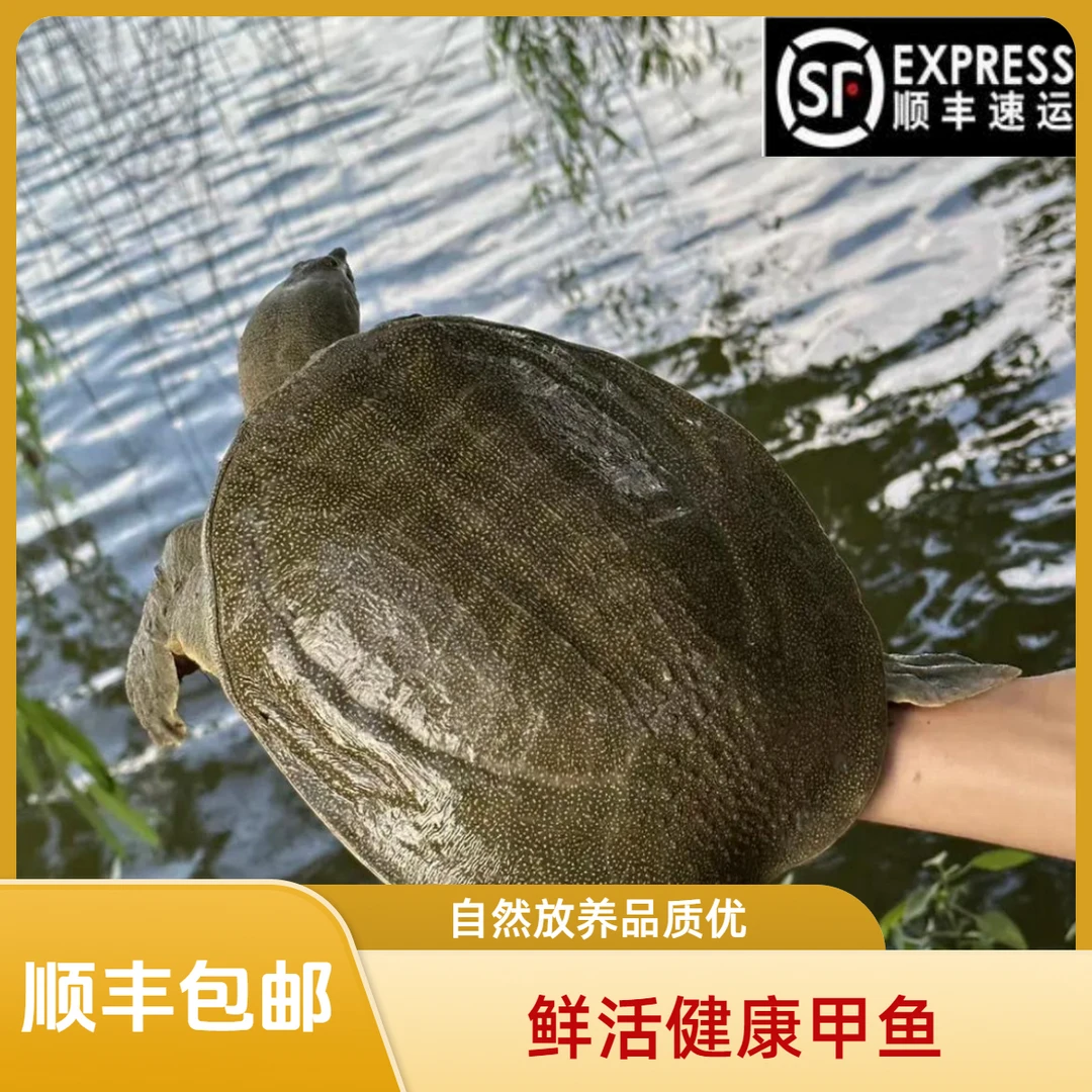 【单只装】到手3.7-4斤 青黑背 鲜活甲鱼  顺丰包邮