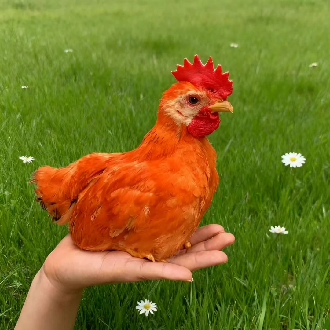 活体长尾九斤红长尾红玉380宠物鸡活体专属链接