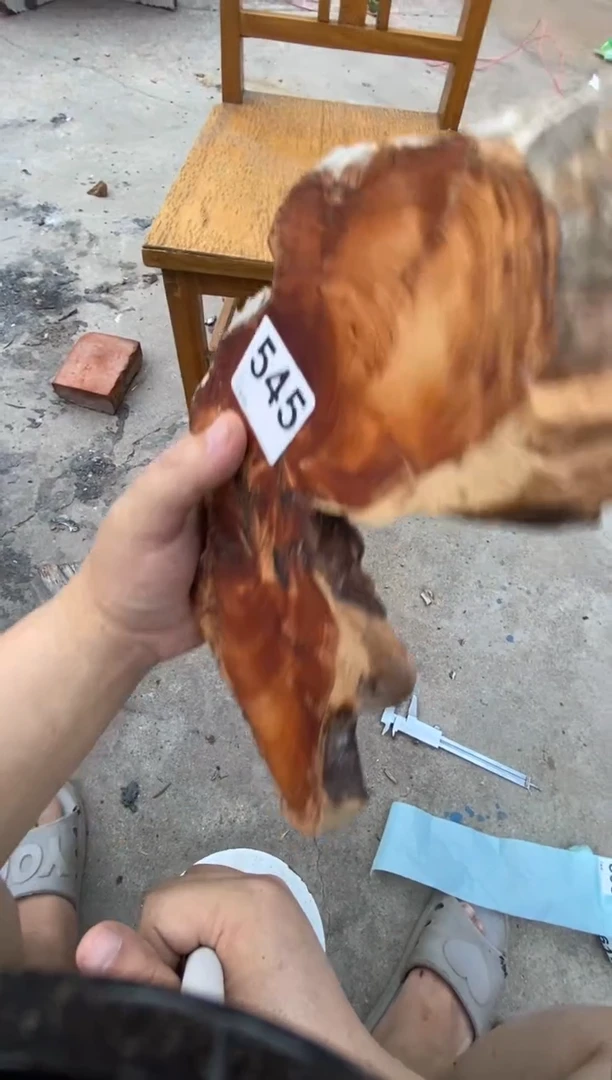 柏木（崖柏）太行山陈化崖柏切片一块（津诚林）