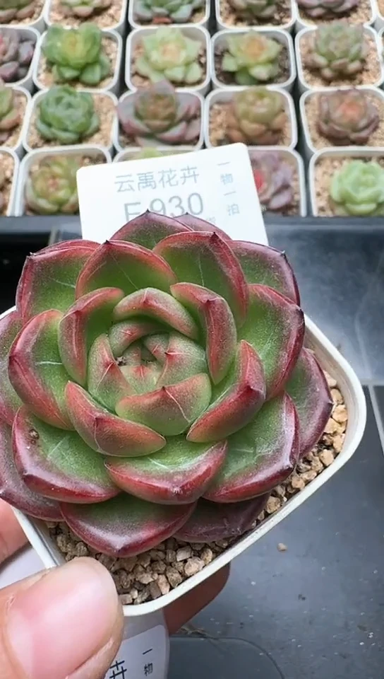 930F云禹多肉植物 默认脱土纸巾打包 3颗包邮