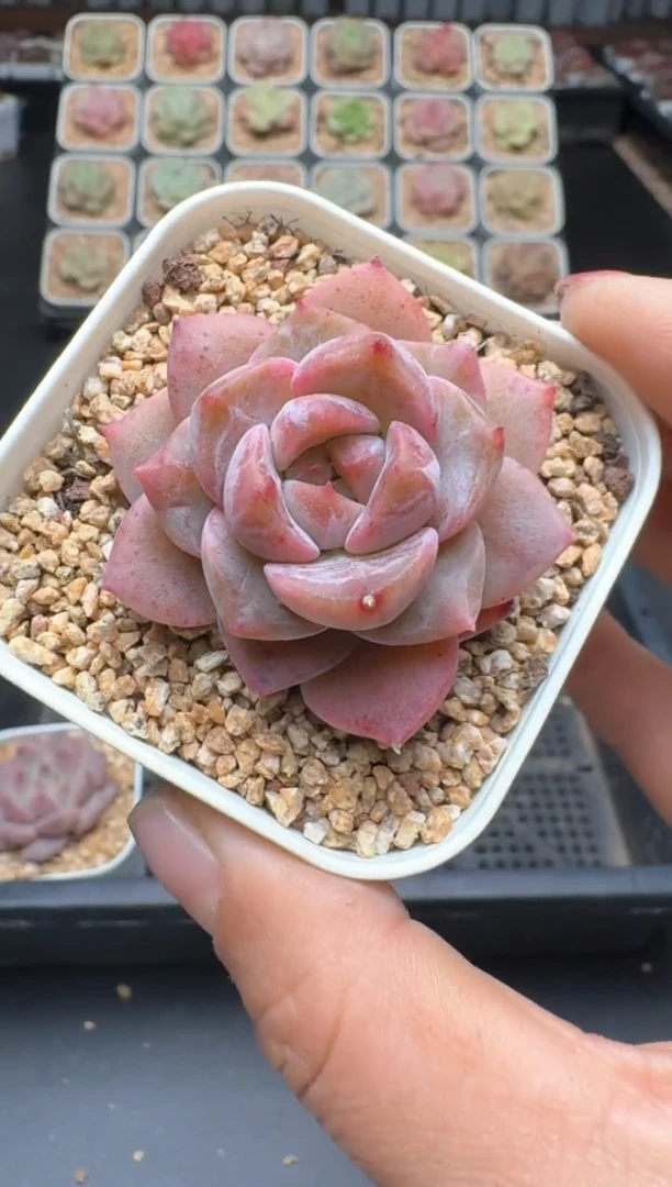 【闪购商品】246D物拍多肉带盆土6.5杯拍3颗包柚