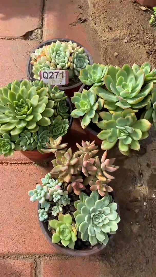 Q271多肉组合默认脱土发货