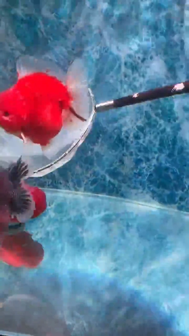 金鱼精品泰狮一只以直播间为准