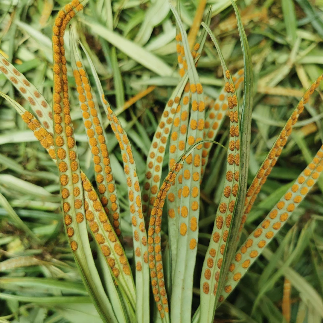 长白山深山精选小叶孢子的嗷嗷草东北特产送黄芪