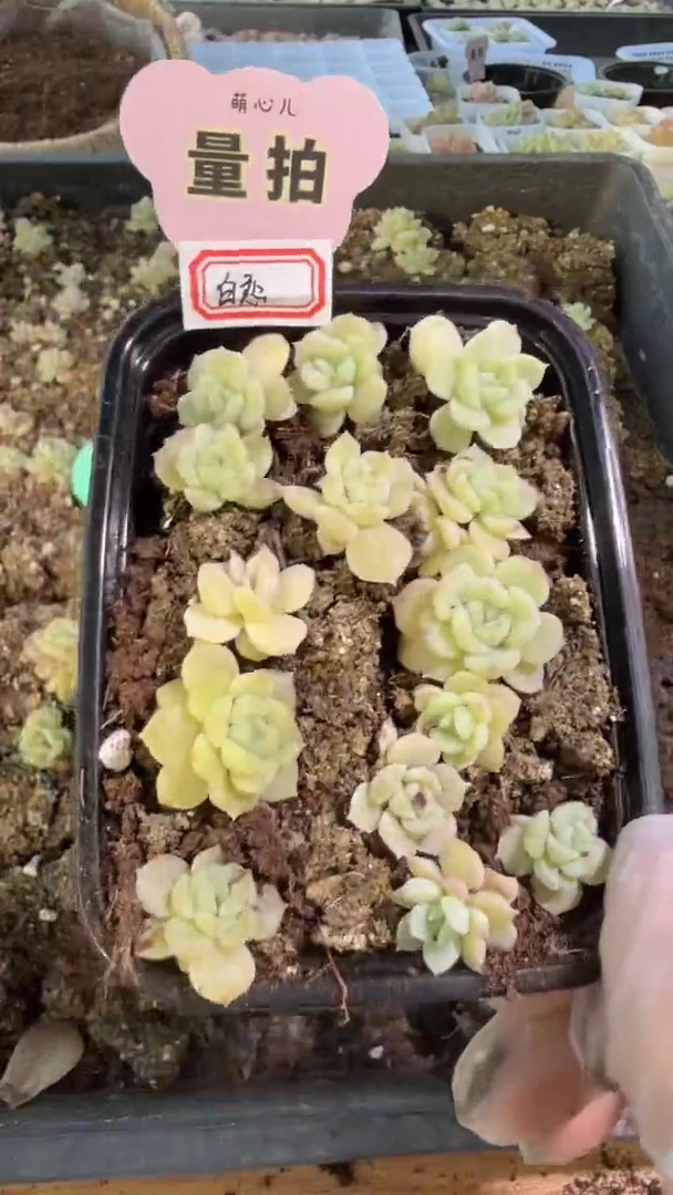 白恋切糕1盒 量拍混发