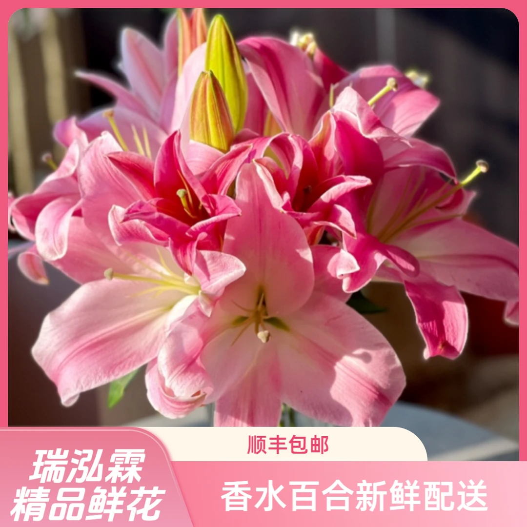 特级（圆舞曲/星光）浓香型粉色香水百合 东北鲜花基地直发鲜切花