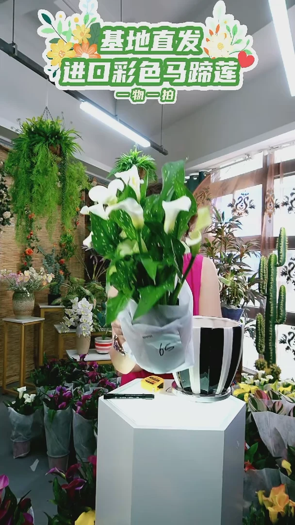 大量花朵（建议范围：8朵-15朵 或40%以上）65号双A级白色一物一拍